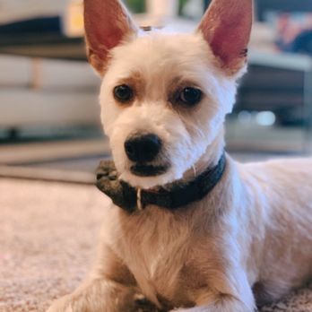 waggin wheels pet grooming