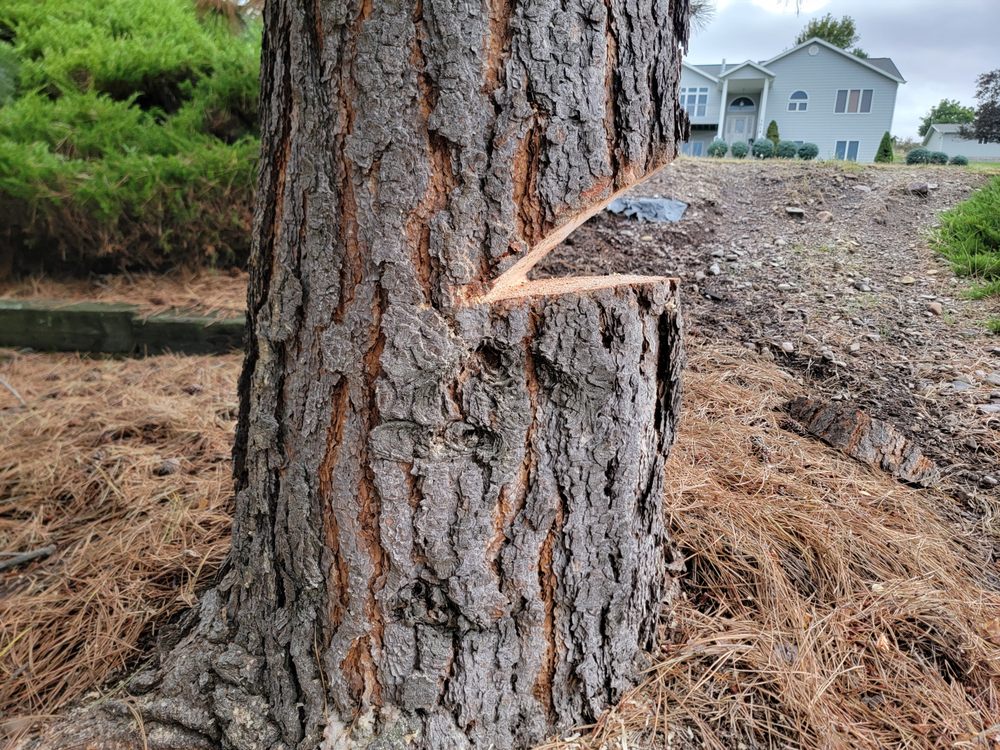 Chainsaw Cheri's Tree Service - tree service in Stevensville, MT