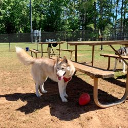 The Barking Lot Dog Park At Saluda Shoals