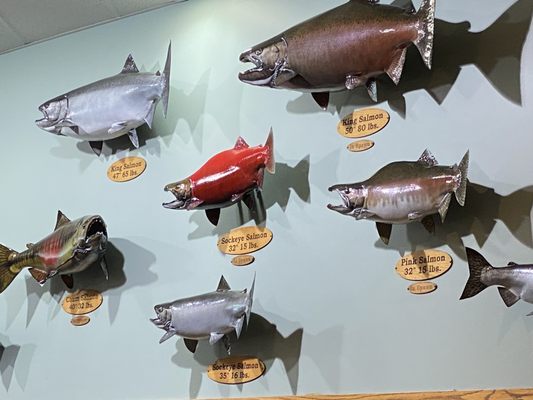 Bass Pro Shops (Formerly Cabela's) by null