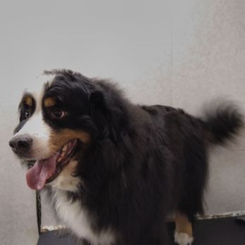 K9 Gold Tails Pet Grooming - Pet Groomers Near Me - Maple Ridge, British Columbia K9 Gold Tails Pet Grooming - Pet Groomers Near Me - Maple Ridge, British Columbia
