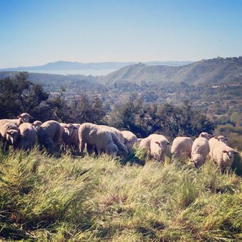 San Marcos Foothills Preserve - Grazing sheep at the Preserve - Hiking Near Me - Goleta, California San Marcos Foothills Preserve - Grazing sheep at the Preserve - Hiking Near Me - Goleta, California