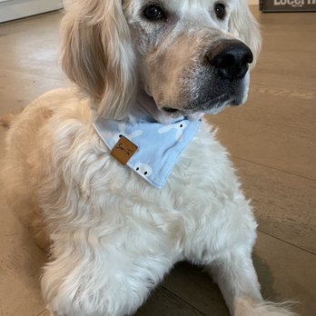 Classy Canine's Wiggle Rumps - Pet Groomers Near Me - Castrovalley, California