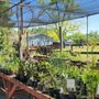 Photo of Golden Pond Water Plants