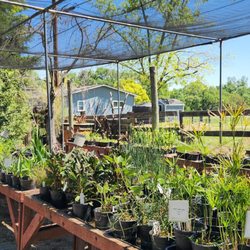 Golden Pond Water Plants - There are so many plants to choose from!