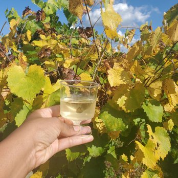 Hinnant Family Vineyards - Wine in glass in vineyard - Wineries Near Me - Pine Level, North Carolina Hinnant Family Vineyards - Wine in glass in vineyard - Wineries Near Me - Pine Level, North Carolina