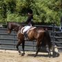 Photo of High Valley Horses