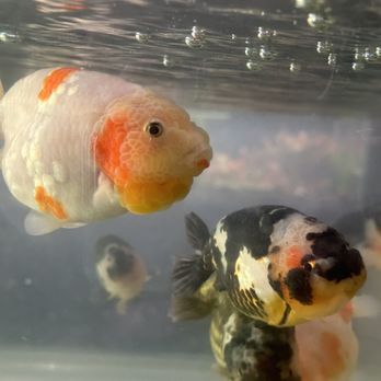 SF Aquatic - Big Ranchu - Aquariums Near Me - Walnut Creek, California
