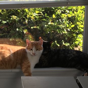 Spring Forest Animal Hospital - Tommy and Maude - Veterinarians Near Me - Raleigh, North Carolina