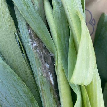 Ralphs - One of 2 spots of rot and mold on "fresh" flowers. - Grocery Near Me - San Diego, California Ralphs - One of 2 spots of rot and mold on "fresh" flowers. - Grocery Near Me - San Diego, California