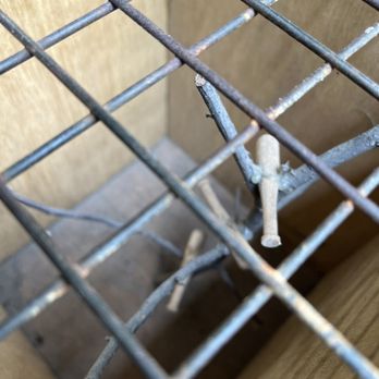 Hartwick Pines State Park - Baby ALbino bats - Campgrounds Near Me - Grayling, Michigan