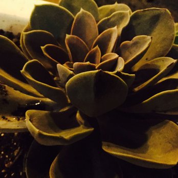 Espadín - Beautiful succulents - Cocktail Bars Near Me - Temecula, California Espadín - Beautiful succulents - Cocktail Bars Near Me - Temecula, California