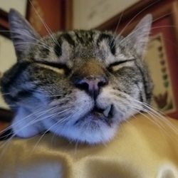 PETSURG & ER4PETS - We should all have at least one peaceful moment in life that looks like this.