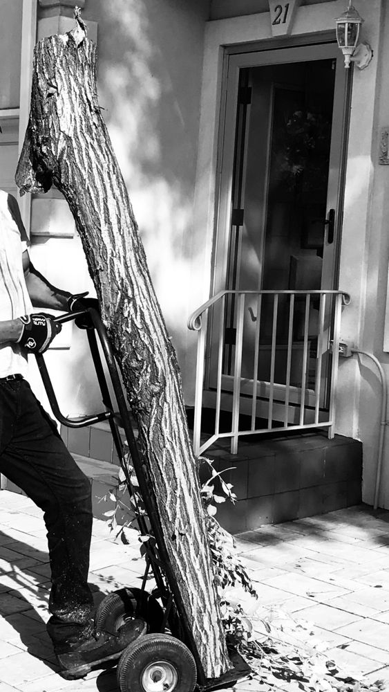 Lowest Price Tree Service - tree service in Staten Island, NY