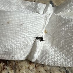 Edible Arrangements - Ant came out of my chocolate dipped strawberries!!