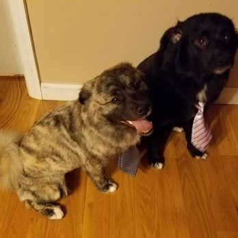 Groom-Groom - Fresh and ready for a night on the town. Such a great job! Thank You again! - Pet Groomers Near Me Groom-Groom - Fresh and ready for a night on the town. Such a great job! Thank You again! - Pet Groomers Near Me