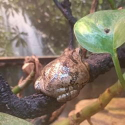 Fountain Rock Park and Nature Center - Frog