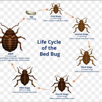 Sage Pest Control - Bed bug life cycle - Pest Control Near Me Sage Pest Control - Bed bug life cycle - Pest Control Near Me