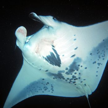 Torpedo Tours - night manta dive - Boating Near Me
