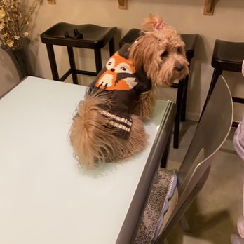 Diggidy Dog - CoCo modeling her new sweater - Pet Stores Near Me - Carmel, California