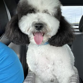 Oh My Dog - Pet Groomers Near Me - Foster City, California