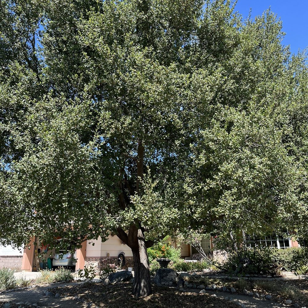 Dales Tree Service - Coast live oak - Tree Services Near Me - Upland, California Dales Tree Service - Coast live oak - Tree Services Near Me - Upland, California
