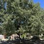 Photo of Dales Tree Service