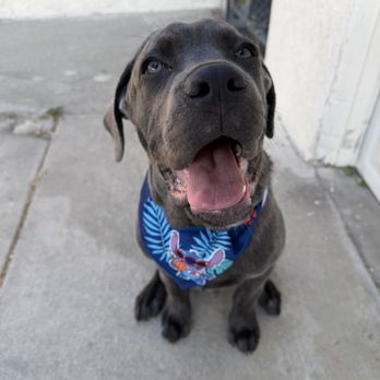 Petco - Sonny got the summer package - Pet Training Near Me - Beaumont, California Petco - Sonny got the summer package - Pet Training Near Me - Beaumont, California
