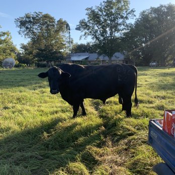 Bowen Hardware - Lead bull on farm - Hardware Stores Near Me - Bonifay, Florida Bowen Hardware - Lead bull on farm - Hardware Stores Near Me - Bonifay, Florida