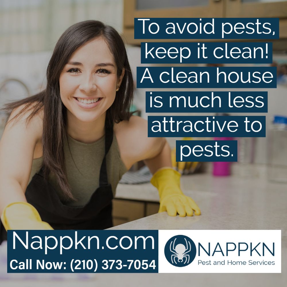 NAPPKN PEST AND HOME SERVICES 138 Paradise Valley, San Antonio, Texas