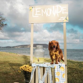 Rook & Bee Designs - Pet Photography Near Me