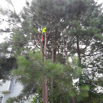 Atlanta Tree Movers - Man that boy can climb - Tree Services Near Me - Norcross, Georgia Atlanta Tree Movers - Man that boy can climb - Tree Services Near Me - Norcross, Georgia