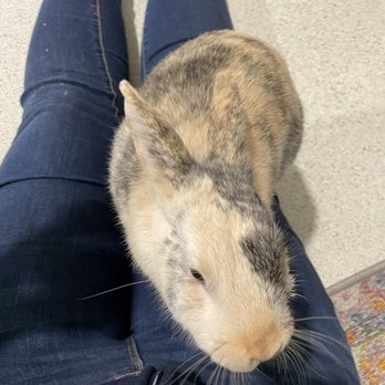 The Bunny Café - Taffoli again - Pet Adoption Near Me - Vancouver, British Columbia The Bunny Café - Taffoli again - Pet Adoption Near Me - Vancouver, British Columbia
