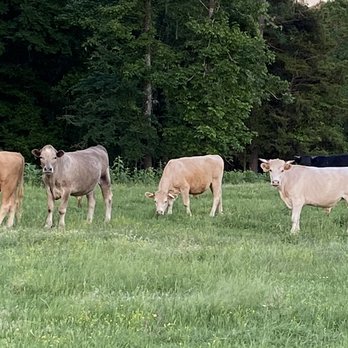 Brunson Farms - 3/8 Bison and 5/8 domestic cattle - Meat Shops Near Me - Gilmer, Texas Brunson Farms - 3/8 Bison and 5/8 domestic cattle - Meat Shops Near Me - Gilmer, Texas