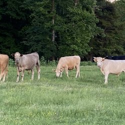 3/8 Bison and 5/8 domestic cattle