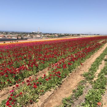 The Flower Fields - Venues & Event Spaces Near Me - Carlsbad, California The Flower Fields - Venues & Event Spaces Near Me - Carlsbad, California