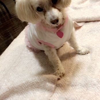 Toothacres Pet Care Center - Pet Sitting Near Me - Carrollton, Texas