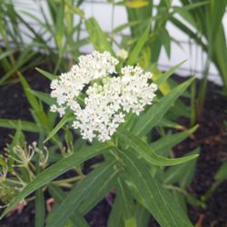 Tranquility Gardens And Ponds - Swamp Milkweed is beneficial to monarch butterflies. If you want to have butterflies visit your garden then milkweed is a must.