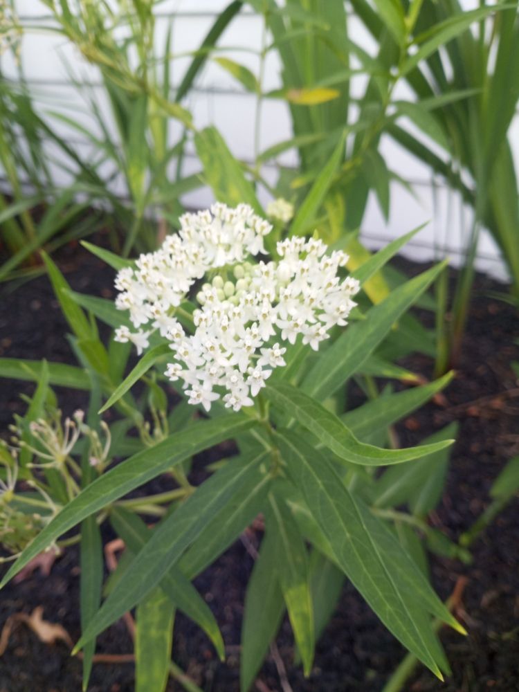 Tranquility Gardens And Ponds - tree service in Clifton, NJ