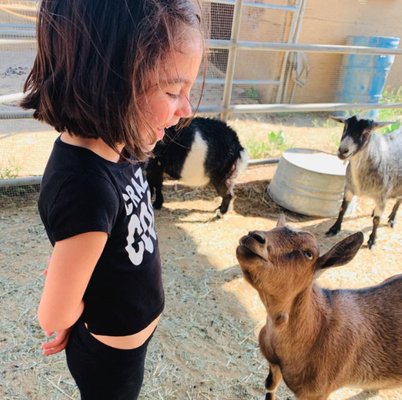 Family Fun & Barnyard Friends - Ravensview Ranch is more than just horses! Families of all ages can meet and interact with our friendly goats and hens, making every visit a memorable experience. Whether you’re here for a party, lesson, or laid-back outing, our ranch offers a welcoming space to connect with animals and enjoy quality time together. Family Fun & Barnyard Friends - Ravensview Ranch is more than just horses! Families of all ages can meet and interact with our friendly goats and hens, making every visit a memorable experience. Whether you’re here for a party, lesson, or laid-back outing, our ranch offers a welcoming space to connect with animals and enjoy quality time together.