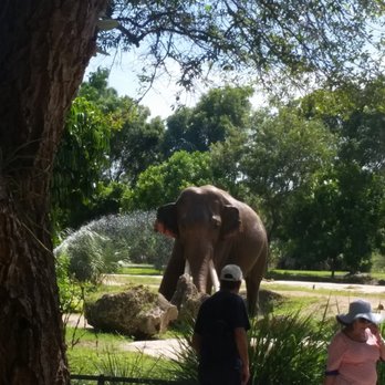 Zoo Miami - Loved watching the interactions between the animals and the crowd - Zoos Near Me - Miami, Florida Zoo Miami - Loved watching the interactions between the animals and the crowd - Zoos Near Me - Miami, Florida