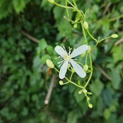Roswell Riverboard Walk - Flowers - I'll never get tired of capturing them