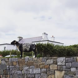 Keem Beach - Sheep everywhere running wild .