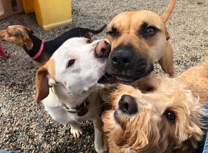 AMY K’S HAPPY PETS 28 Photos Pet Sitting Charlotte, NC Phone