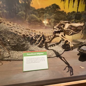 Ripley's Believe It or Not! - Exhibit - Museums Near Me - Orlando, Florida