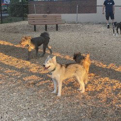 Wakefield Dog Park - Happy pups!