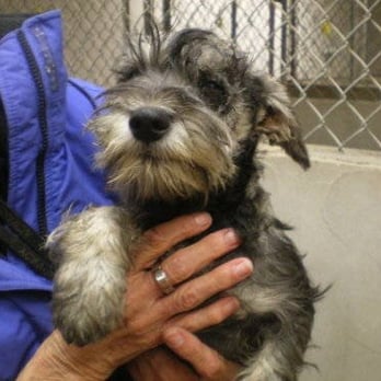 Los Banos Animal Shelter 22 Reviews Animal Shelters 1010 Airport Rd Los Banos Ca Phone Number