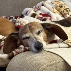 Joyful Rescues - Our Peanut