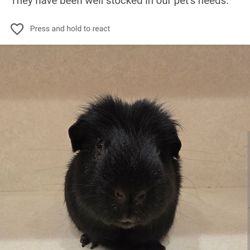 MediLodge of Okemos - A happy cavy Blackseal PJ who was cleared and is a lovely visitor!