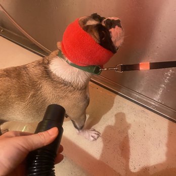 Now You're Clean - Pet Stores Near Me - New York, New York Now You're Clean - Pet Stores Near Me - New York, New York